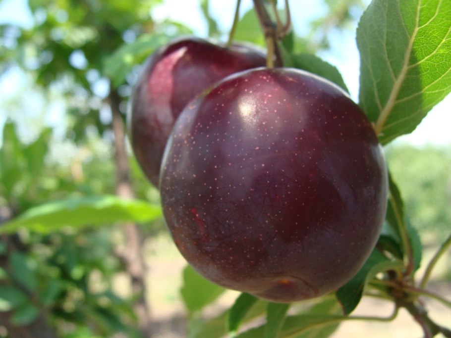 Алыча + слива Блэк Голд