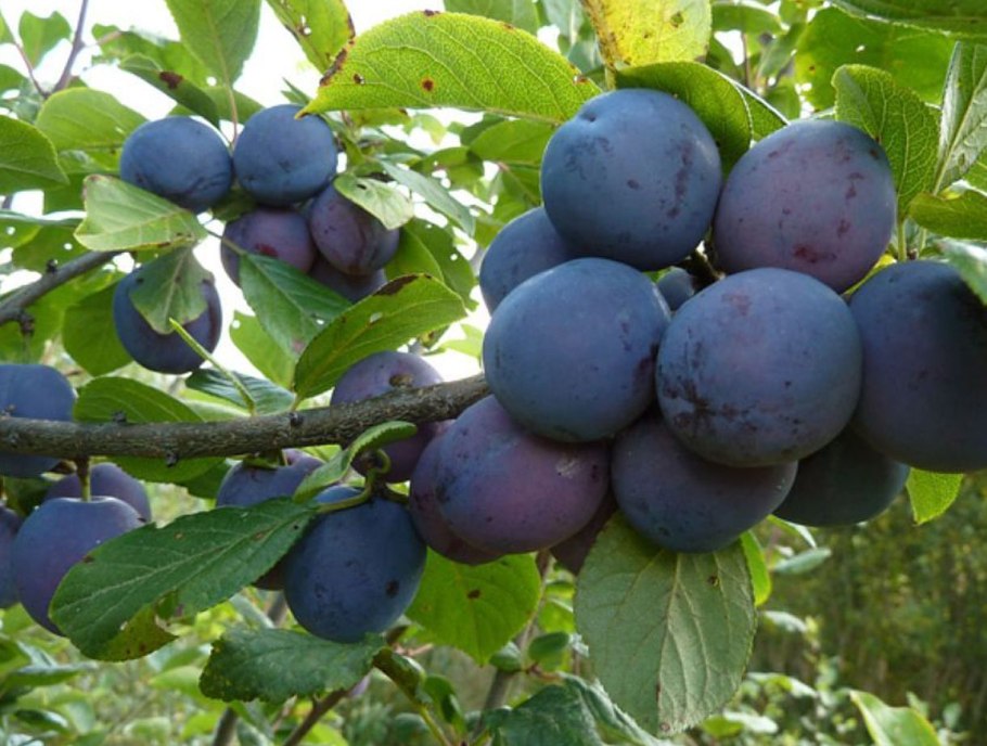 Алыча Ярило