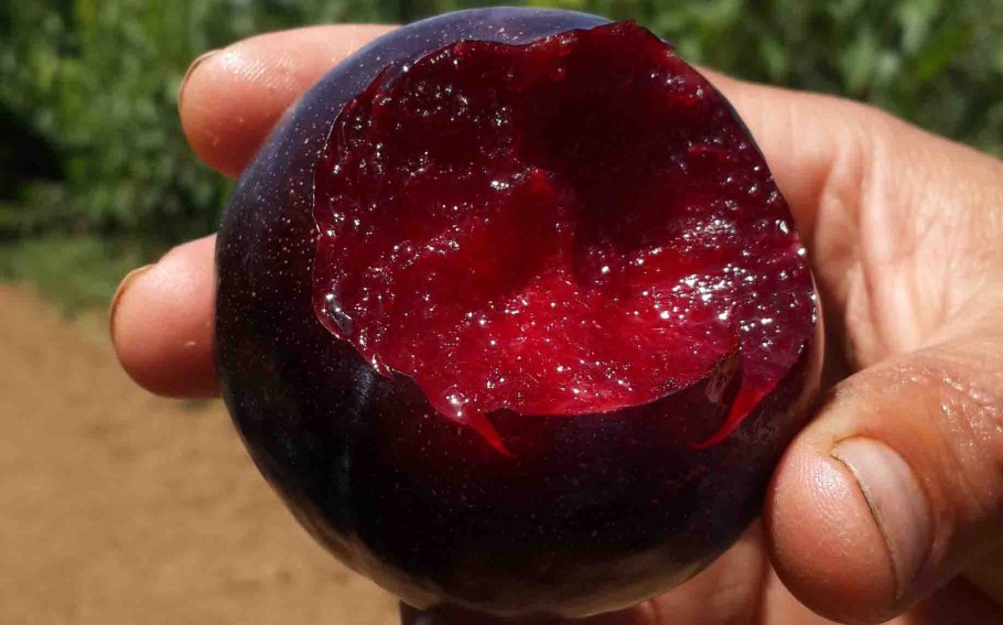 Черная слива Блэк Амбер