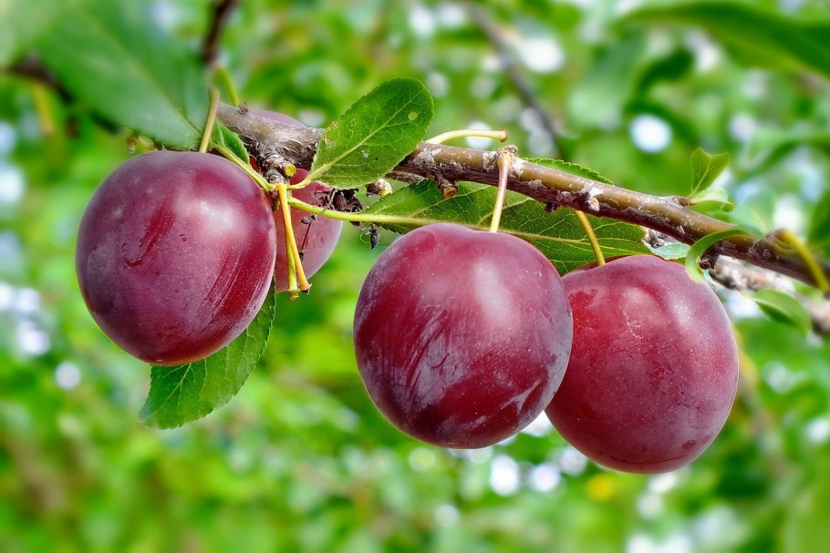 Слива сорт венгерка Московская