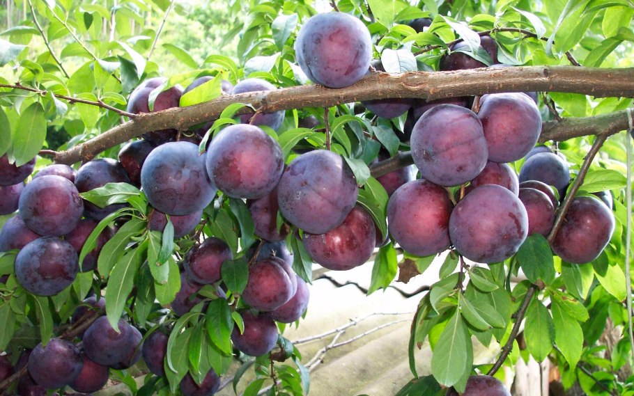 Black Plum слива