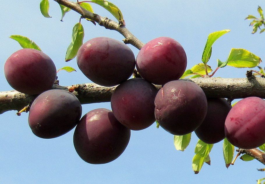 Сорт сливы Анжелина