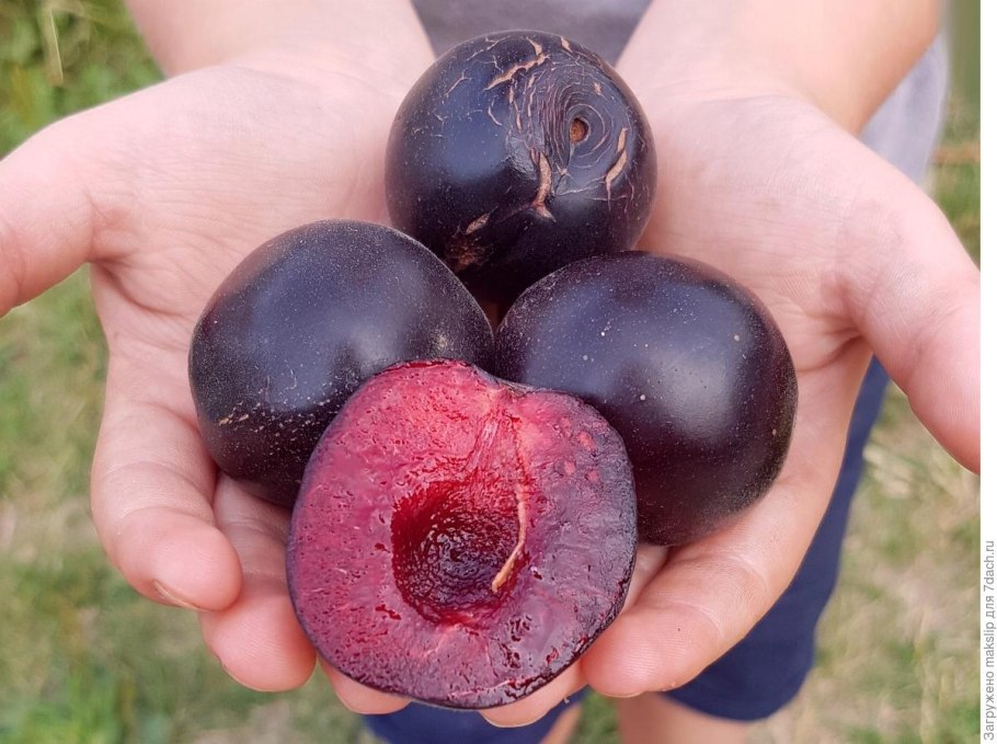 Алыча Блэк Амбер