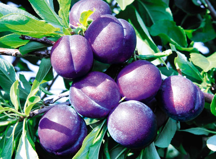 Венгерка ажанская