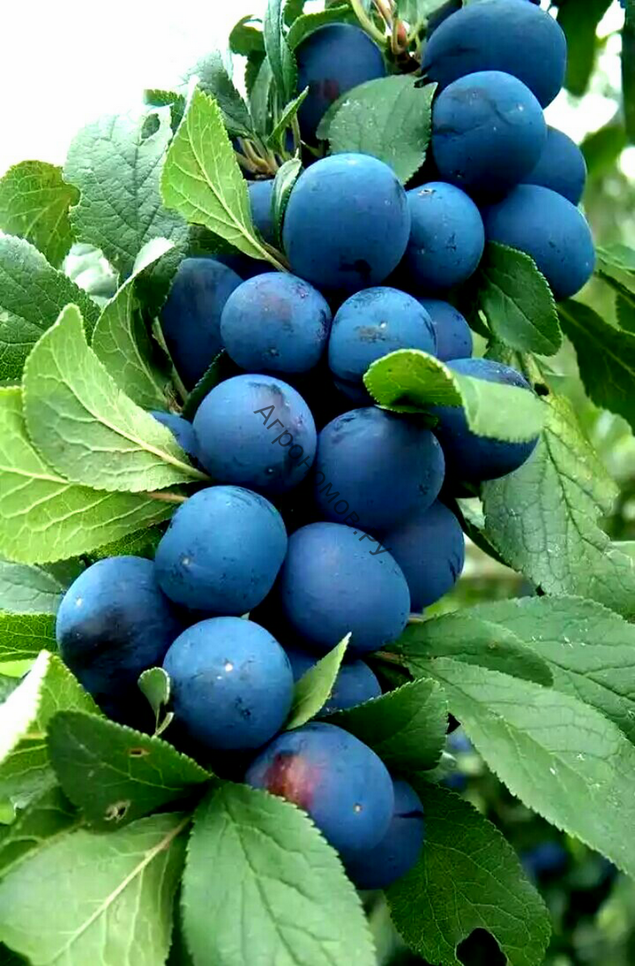 Слива Блю Свит