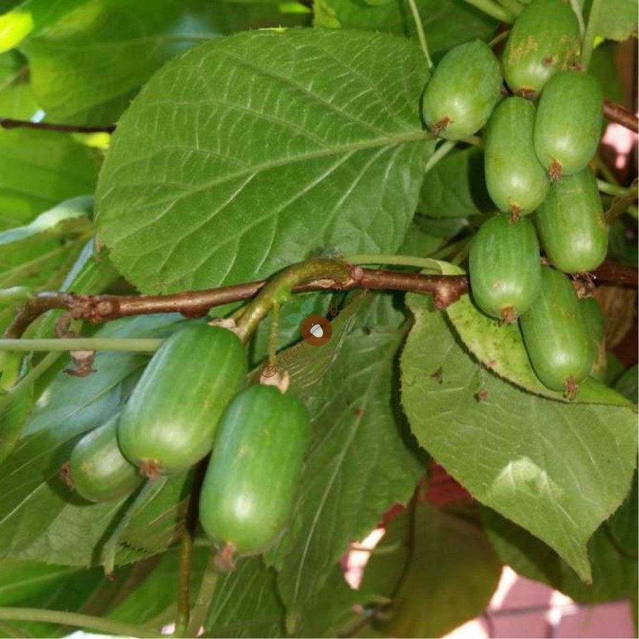 Актинидия пестролистная (Actinidia kolomikta Adam p9)