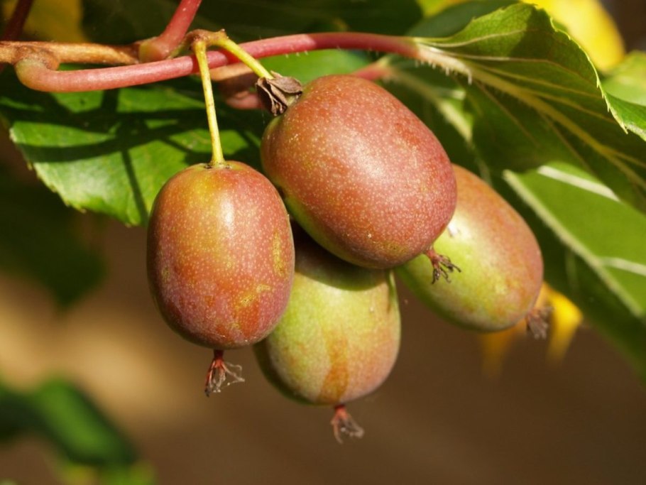 Лиана актинидия