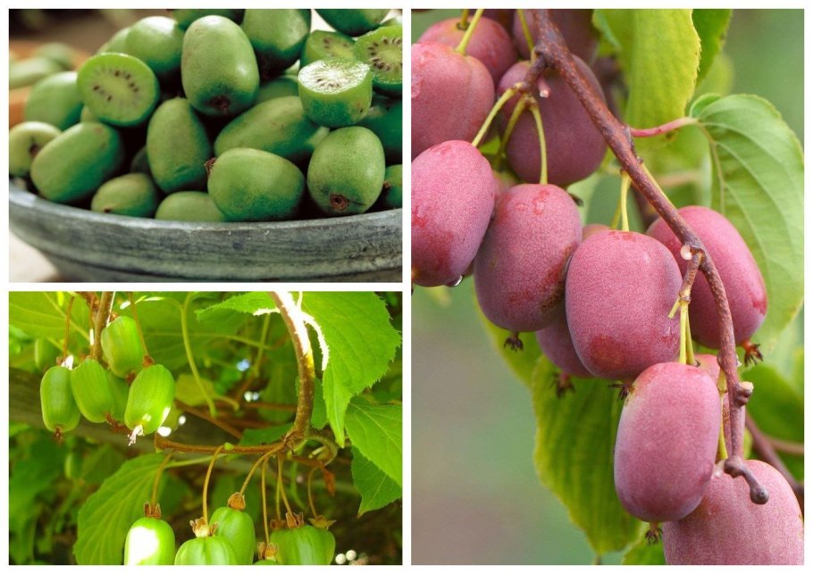 Actinidia kolomikta (актинидия)