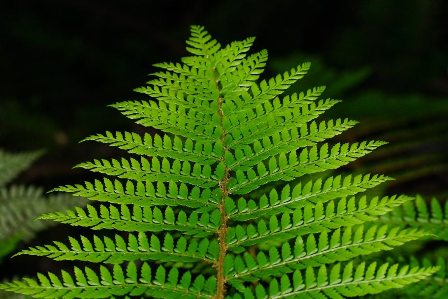 Папоротник, Polystichum setiferum congestum