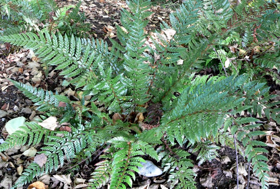 Polystichum acrostichoides /Многорядник верхоплодный