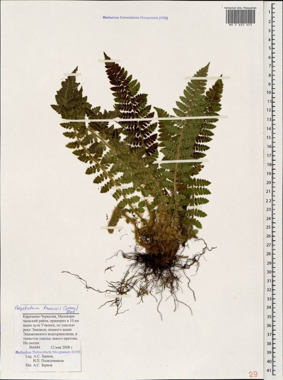 Polystichum makinoi