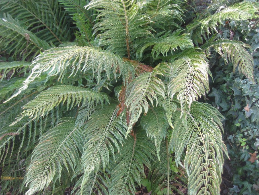 Многорядник верхоплодный