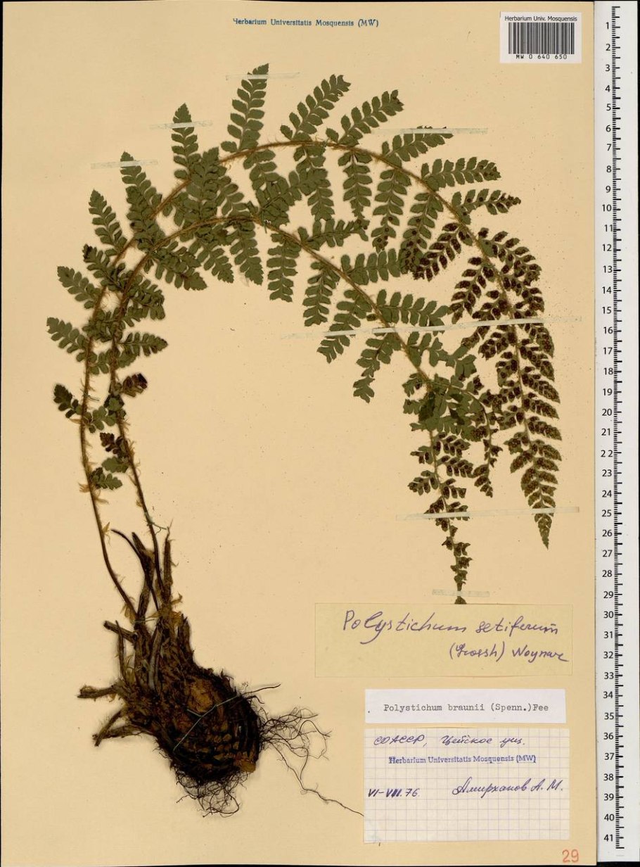 Polystichum braunii(Spenn.)fee - Многорядник Брауна