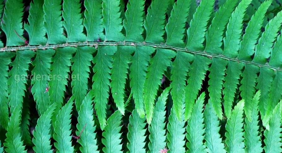 Многорядник шиповатый