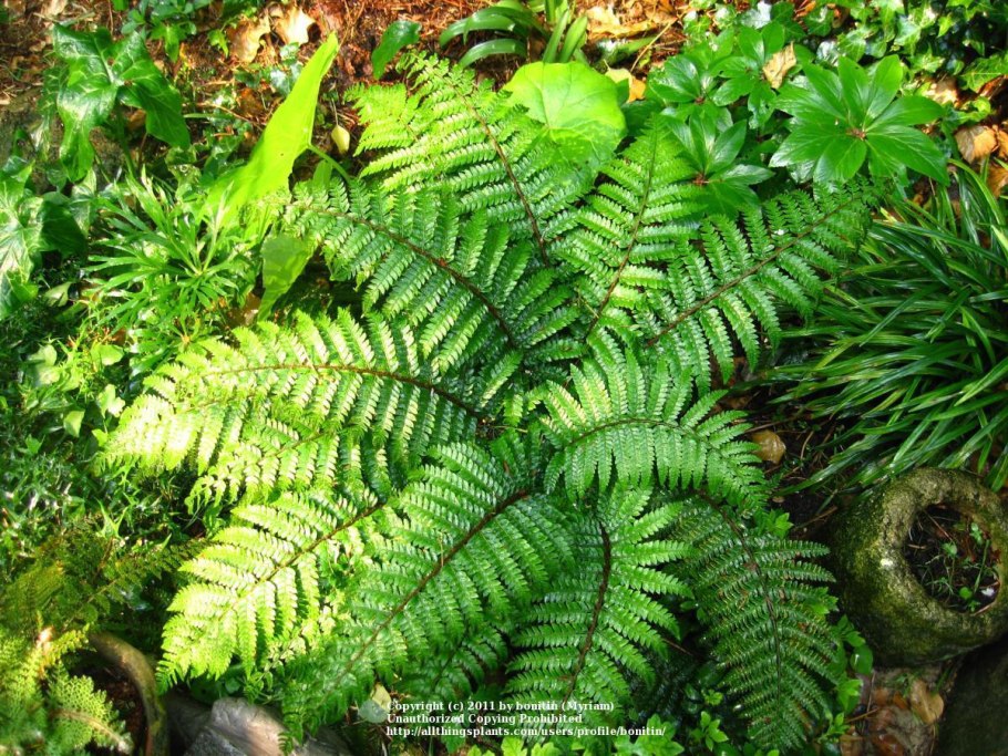 Папоротник Многорядник верхоплодный