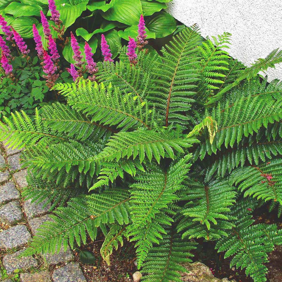 Многорядник многореснитчатый (polyblepharum)