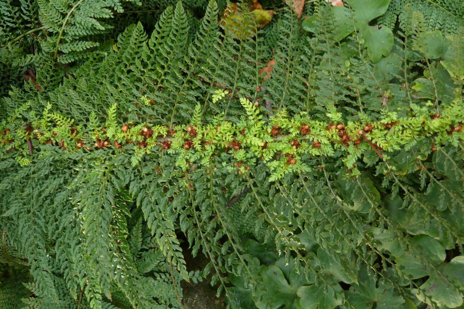 Многорядник Брауна Polystichum braunii (Spenn.) Fée