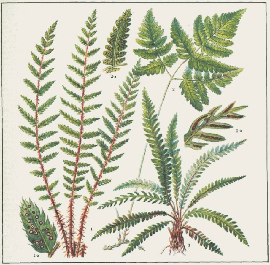 Папоротник кочедыжник ниппонский