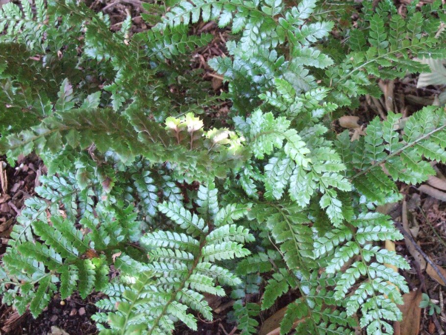 Polystichum acrostichoides /Многорядник верхоплодный