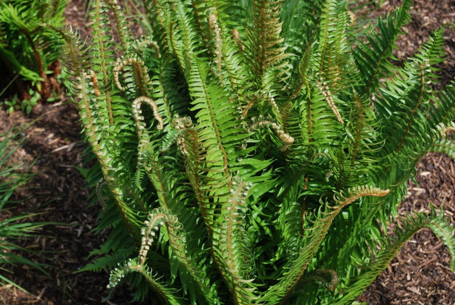 Папоротник Многорядник