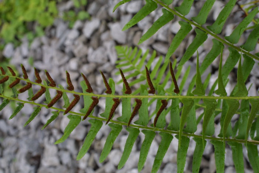 Polystichum braunii(Spenn.)fee - Многорядник Брауна