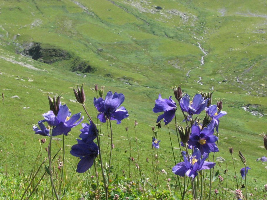 Катунский заповедник Альпийские Луга