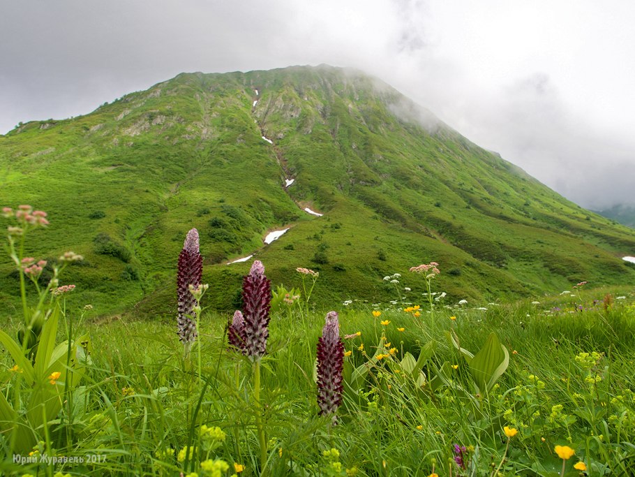 Западный Кавказ субальпийские Луга