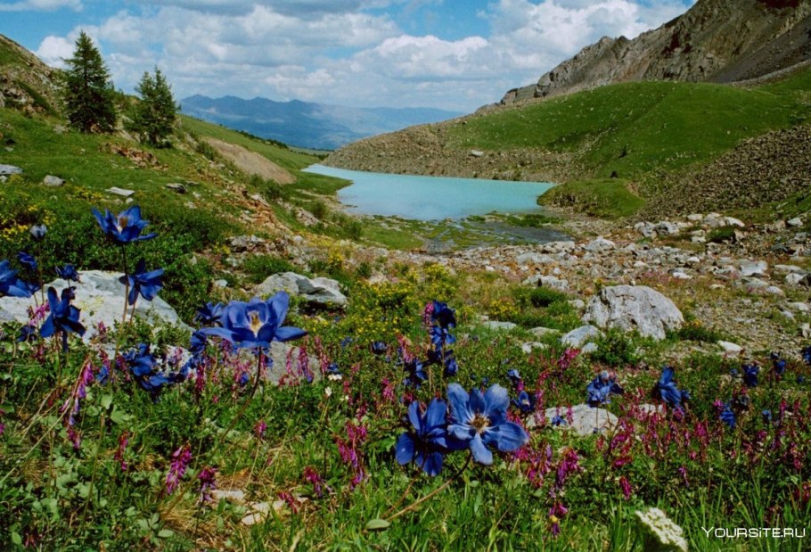 Катунский заповедник Альпийские Луга