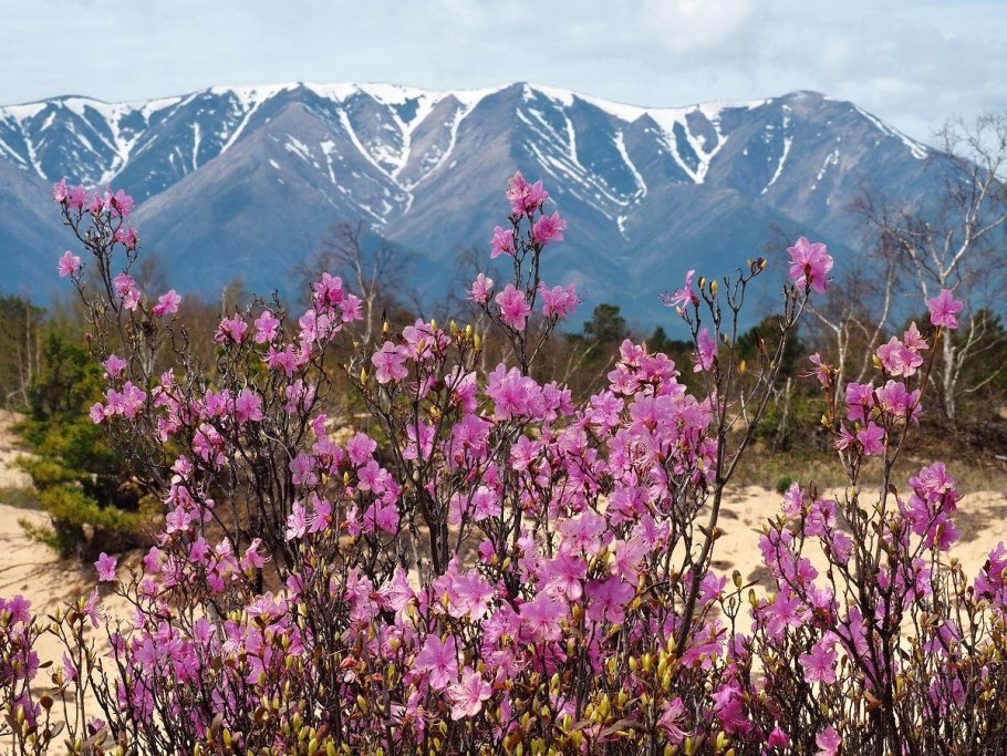 Долина рододендронов красная Поляна