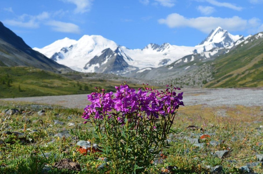 Катунский заповедник Альпийские Луга