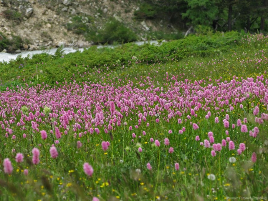 Рододендрон Архыз