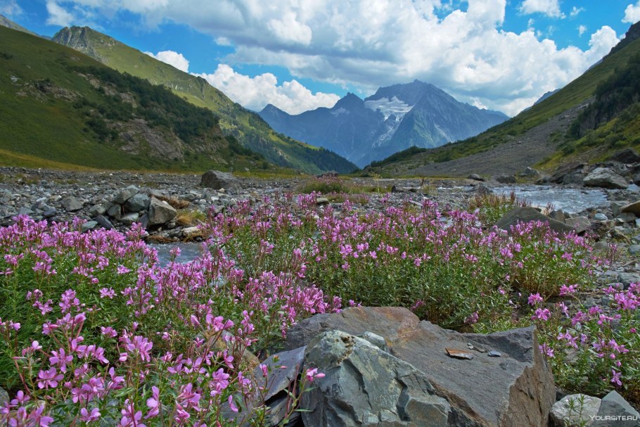 Субальпийские Луга красная Поляна