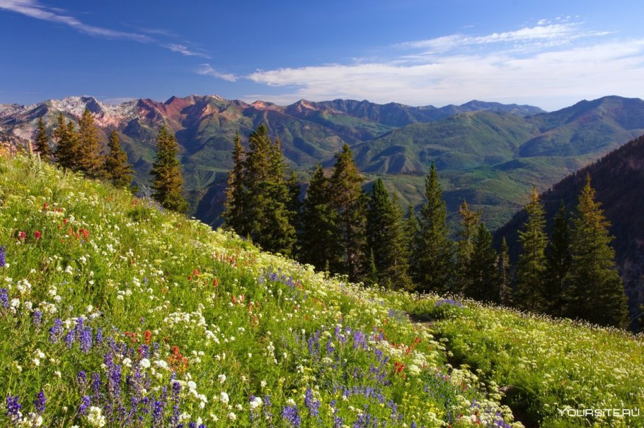 Высокогорные Альпийские Луга Алтай