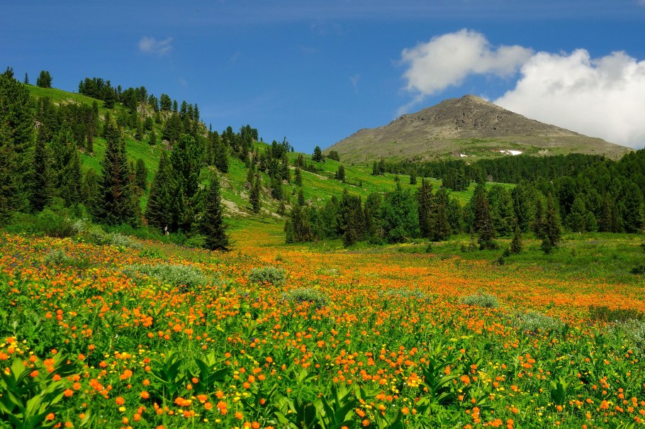 Горный Алтай Альпийские Луга