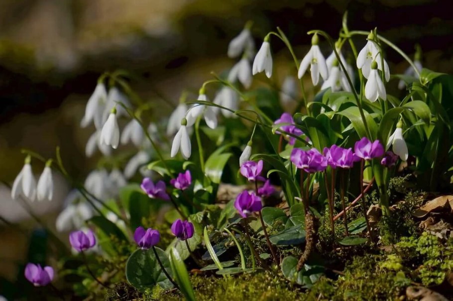 Пролесок прогалина