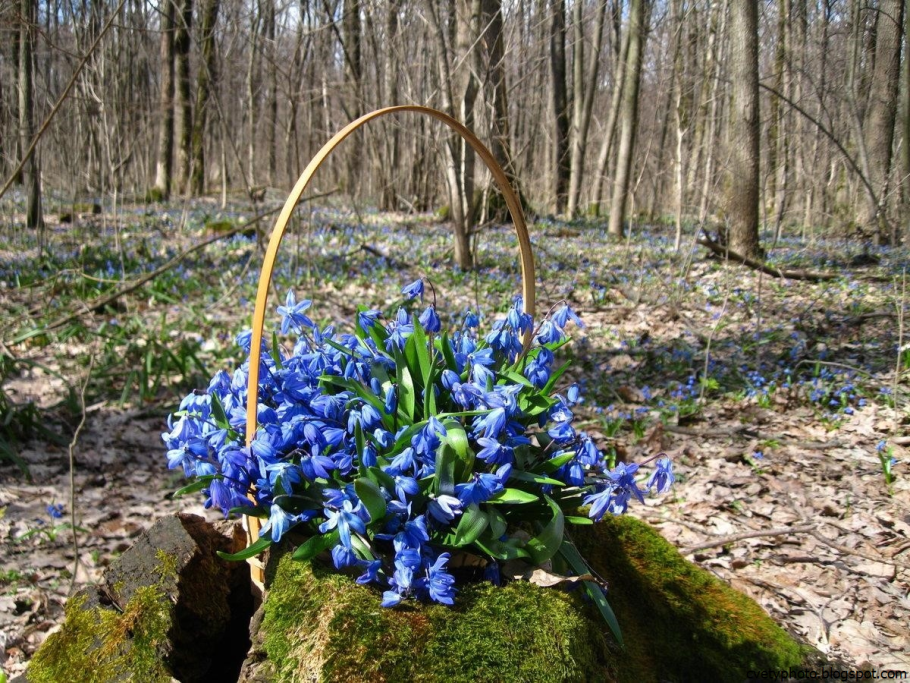 Пролески и подснежники