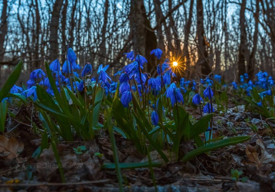 Кандыки подснежники Полянки