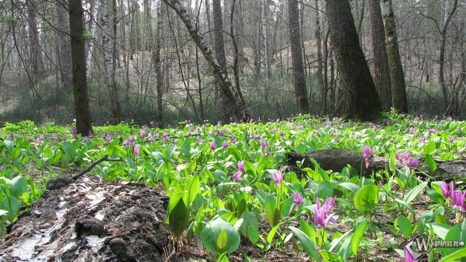 Пролеска Сибирская в лесу