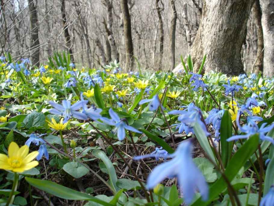 Подснежник кавказский – Galanthus caucasicus (Baker) Grossh