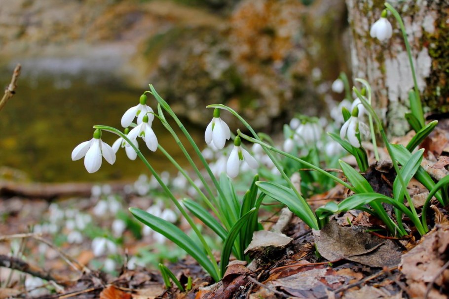 Лесные цветы