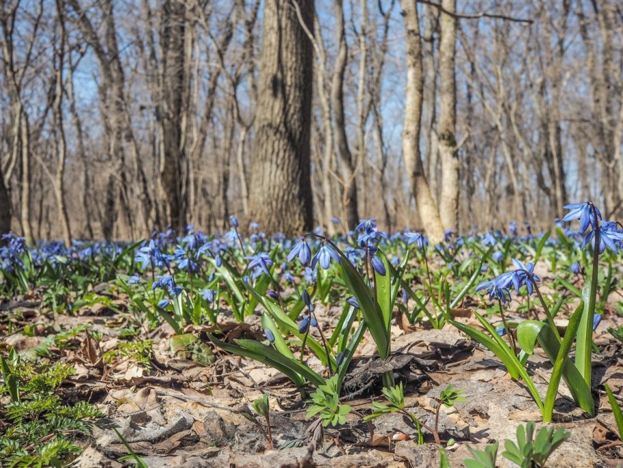 Весенние цветы в лесу