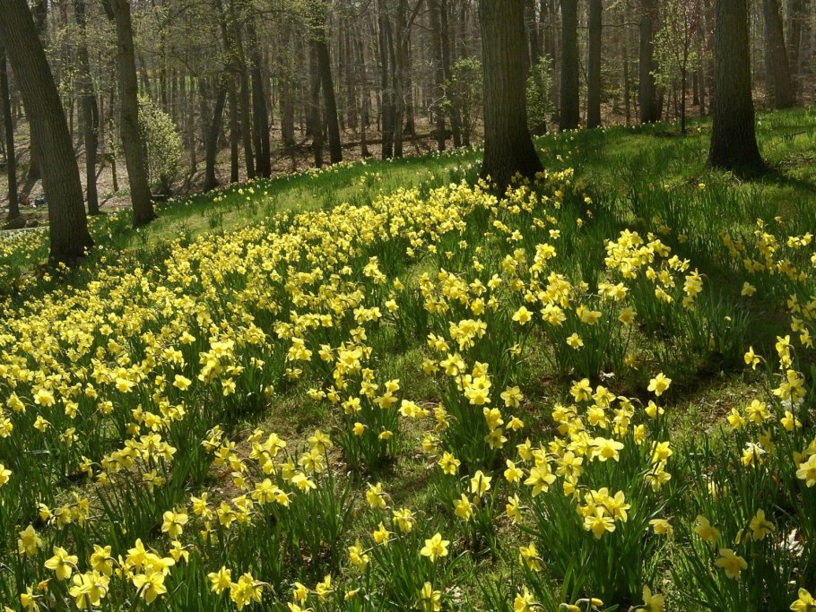 Лесные первоцветы Подмосковья
