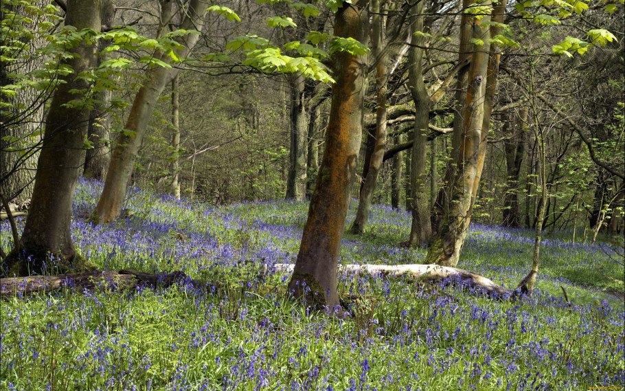 Весенние Лесные цветы