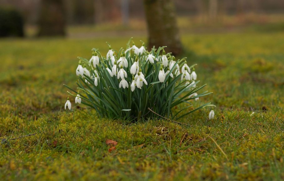 Подснежник печеночница