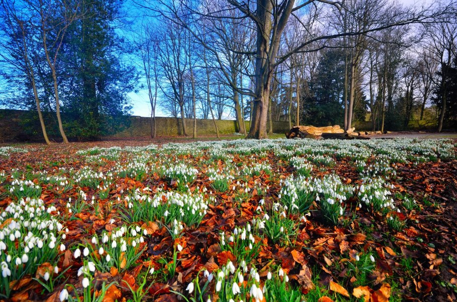 Журавинка Лесные цветы