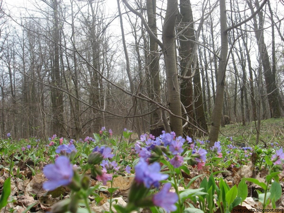 Первоцветы (подснежники, крокусы, гиацинты).