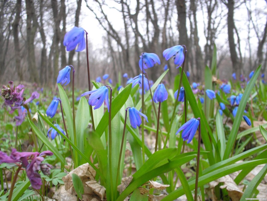 Печеночница азиатская