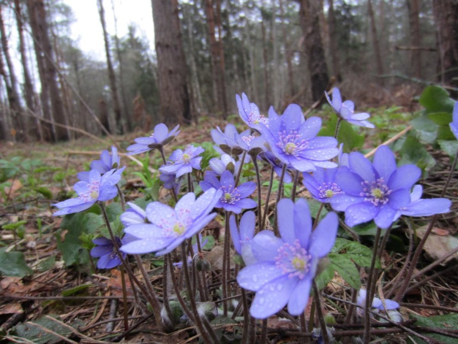 Подснежники в Удмуртии