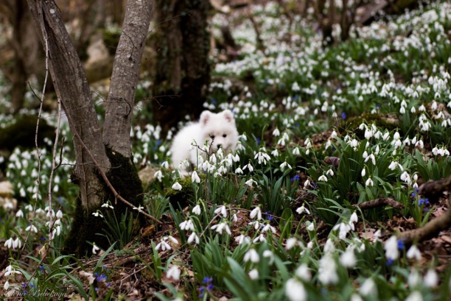 Подснежник прострел весенний
