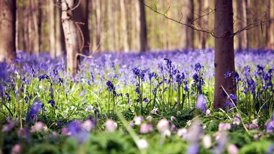 Пролеска белая